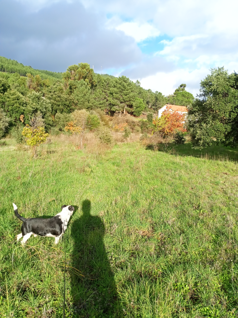 al g smith one man and his dog out-standing in his field